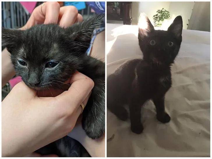 15只猫咪收养前后的对比图,看完后满满的惊喜和感动!