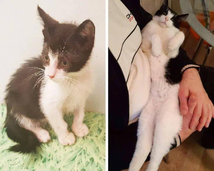 15只猫咪收养前后的对比图,看完后满满的惊喜和感动!