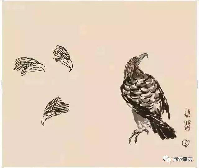 徐悲鸿“手把手”教画花鸟,干货。