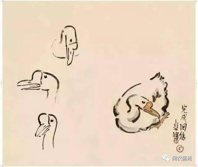 徐悲鸿“手把手”教画花鸟,干货。