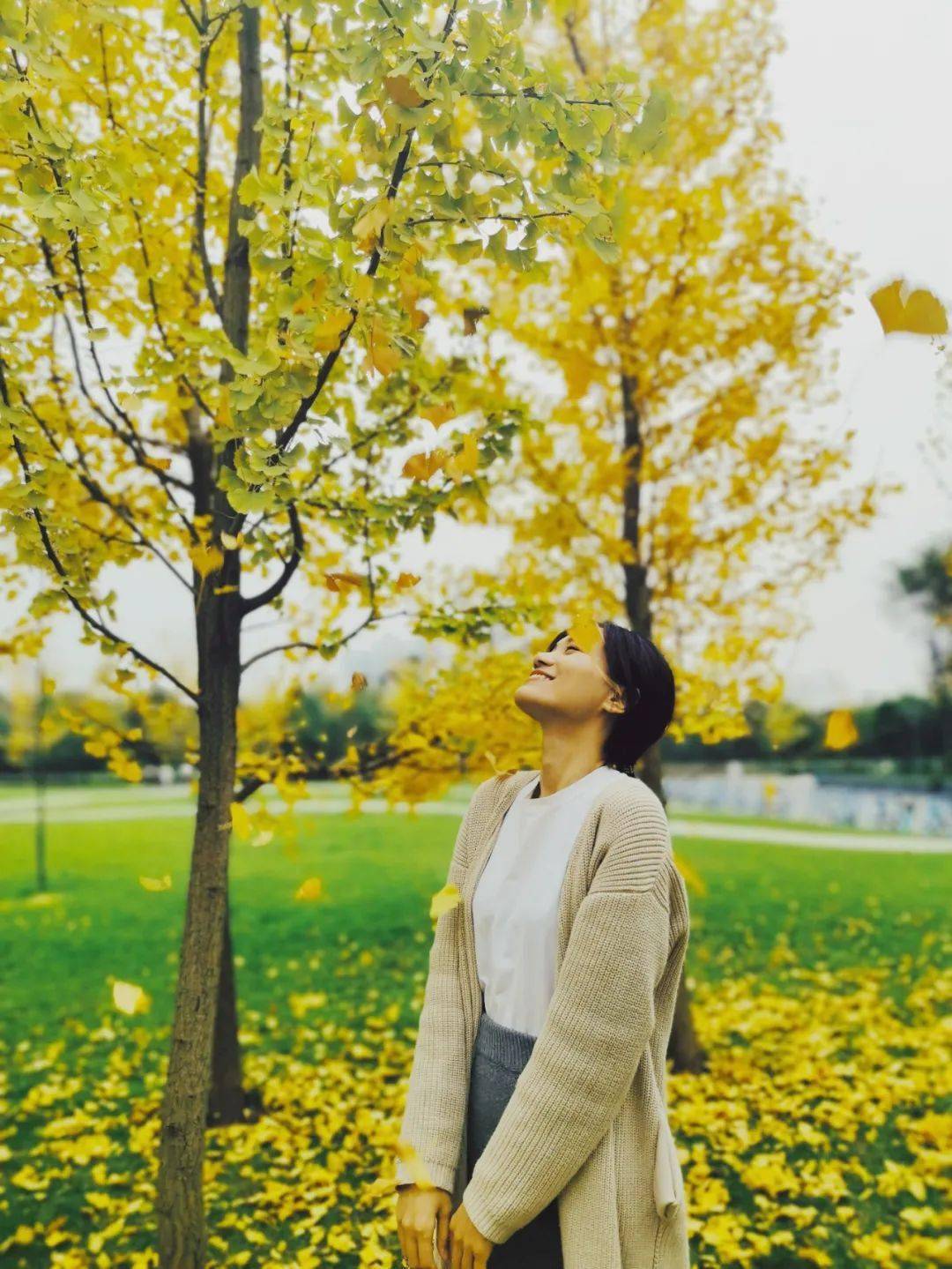 西华的银杏,美滴很!