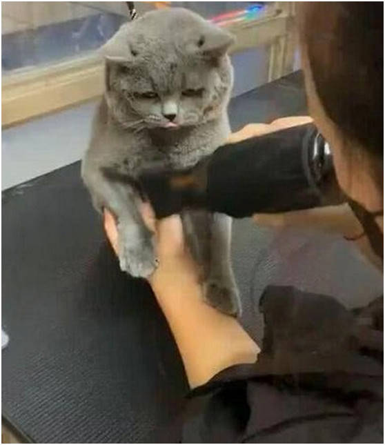 铲屎官给猫主子吹毛发,主子用全身拒绝,表情萌翻众人!