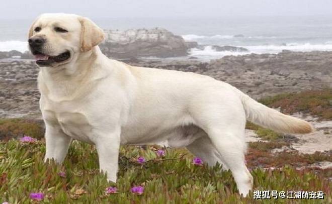 大家为什么都喜欢拉布拉多犬,因为它有属于自己的7个优点