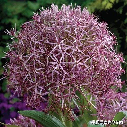 花葱的世界,您请了解一下呗