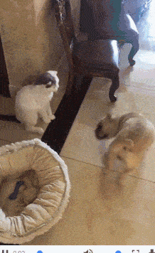 搞笑GIF:新交的女友,大家感觉如何呀?