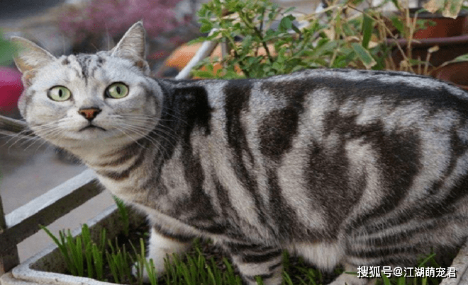 如果在布偶猫和美短猫之间选一个的话,我选择美短