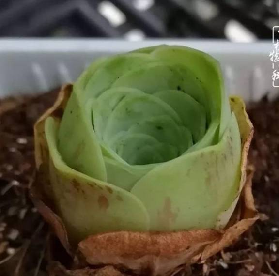 多肉与诗词:看到美好的诗句,总能联想到多肉!