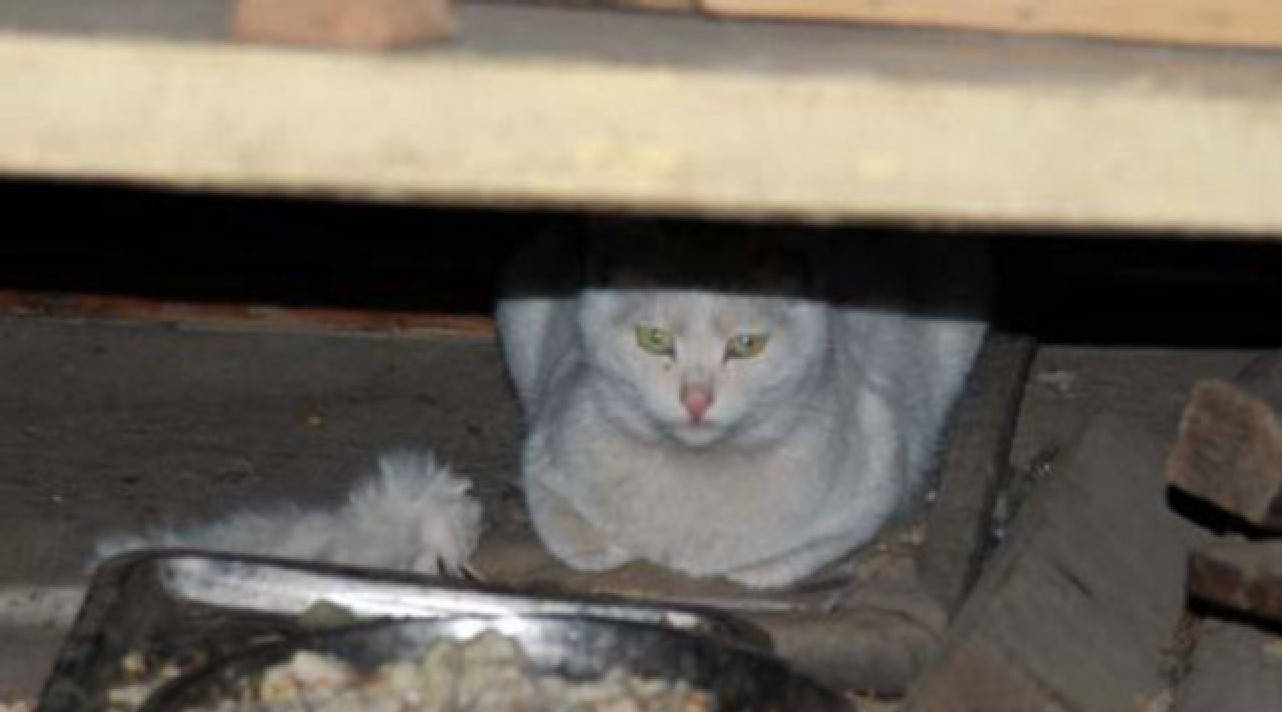 猫咪害怕孩子被人抢走,总是抗拒好心人对它的好,让人很心疼