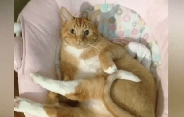 她捡了一只流浪猫,养了14年:从学生时代到结婚生子