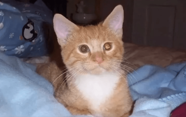 她捡了一只流浪猫,养了14年:从学生时代到结婚生子