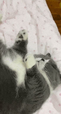 令猫窒息的操作,小猫咪:我都准备好了你们就这样?