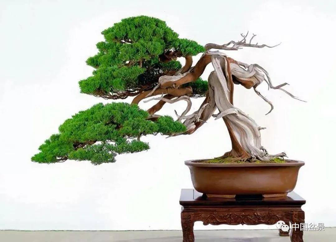 盆景各有各的玩法,不用攀比