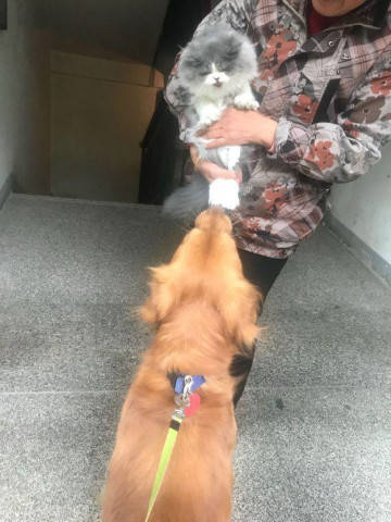 猫咪惹毛哈士奇,躲避的时候却翻车了,主人回家看见后笑到流泪!