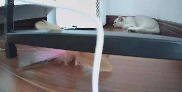 空巢青年上班走后,你的猫都誓静铸着牢狱般的生活