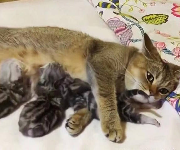 猫妈生下了几只猫崽,主人很嫌弃准备扔掉,猫妈的反应却令人感动