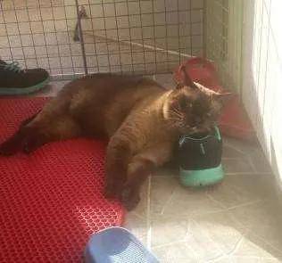猫咪:“主人的臭鞋,真让本喵爱不释手”