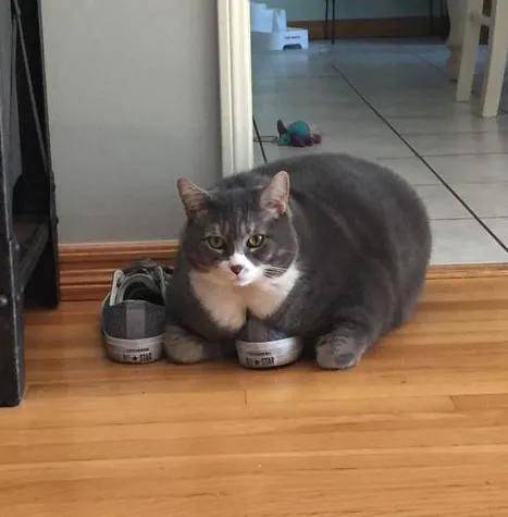 猫咪:“主人的臭鞋,真让本喵爱不释手”