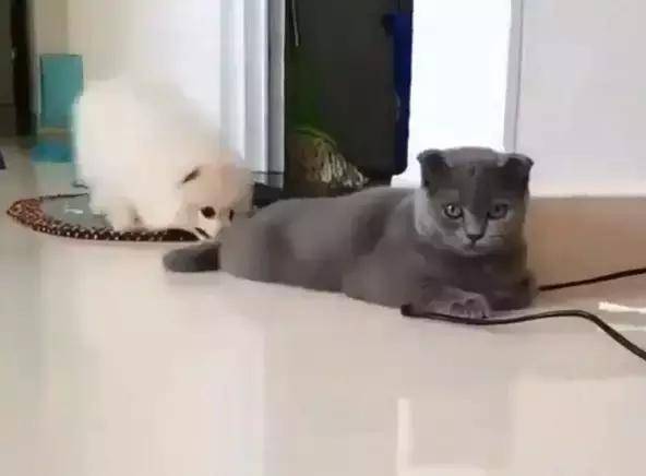 被狗狗咬尾巴求关注,蓝猫却无动于衷:朕今天心情好,不和你计较