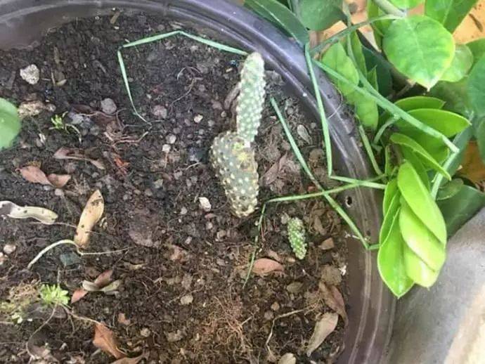 猫咪后腿发现不明物体,仔细一看原来背后隐藏重大“血案”