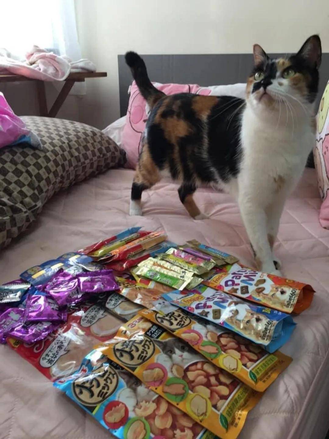 婆婆称敢带猫回来就把猫丢掉,养猫后却给猫买了两千块的罐头