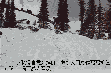 哈士奇闻到主人吃臭豆腐,二哈坐在主人身旁:说好的有粑粑一起吃