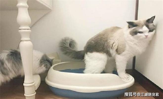 各位铲屎官,猫咪不使用猫砂盆,可能是这6个原因造成的