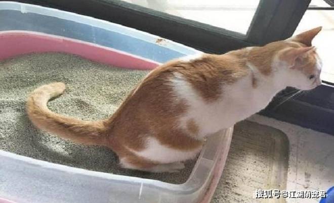各位铲屎官,猫咪不使用猫砂盆,可能是这6个原因造成的