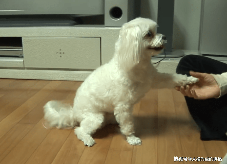 小狗不爱看人“握手”,逼得家人不能同桌吃饭,一家人都被它咬过