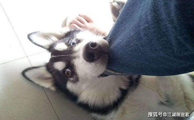 如果家里有狗,东西一定要收拾好,尤其是这5件东西