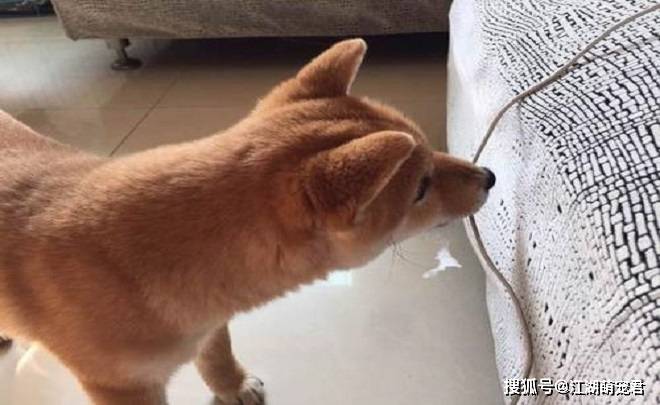 如果家里有狗,东西一定要收拾好,尤其是这5件东西