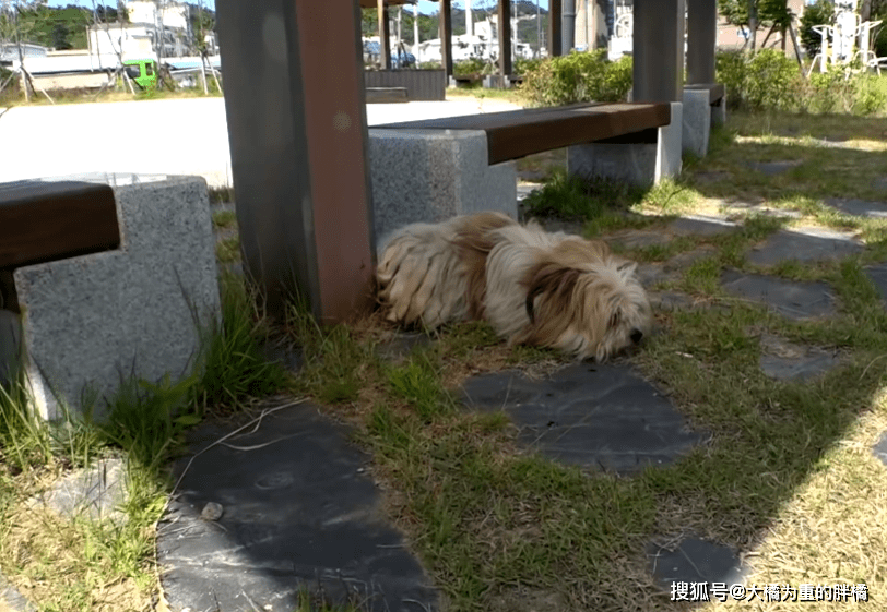流浪狗在街上“白吃”4年,所有居民乐意喂食,却因一件事不让碰