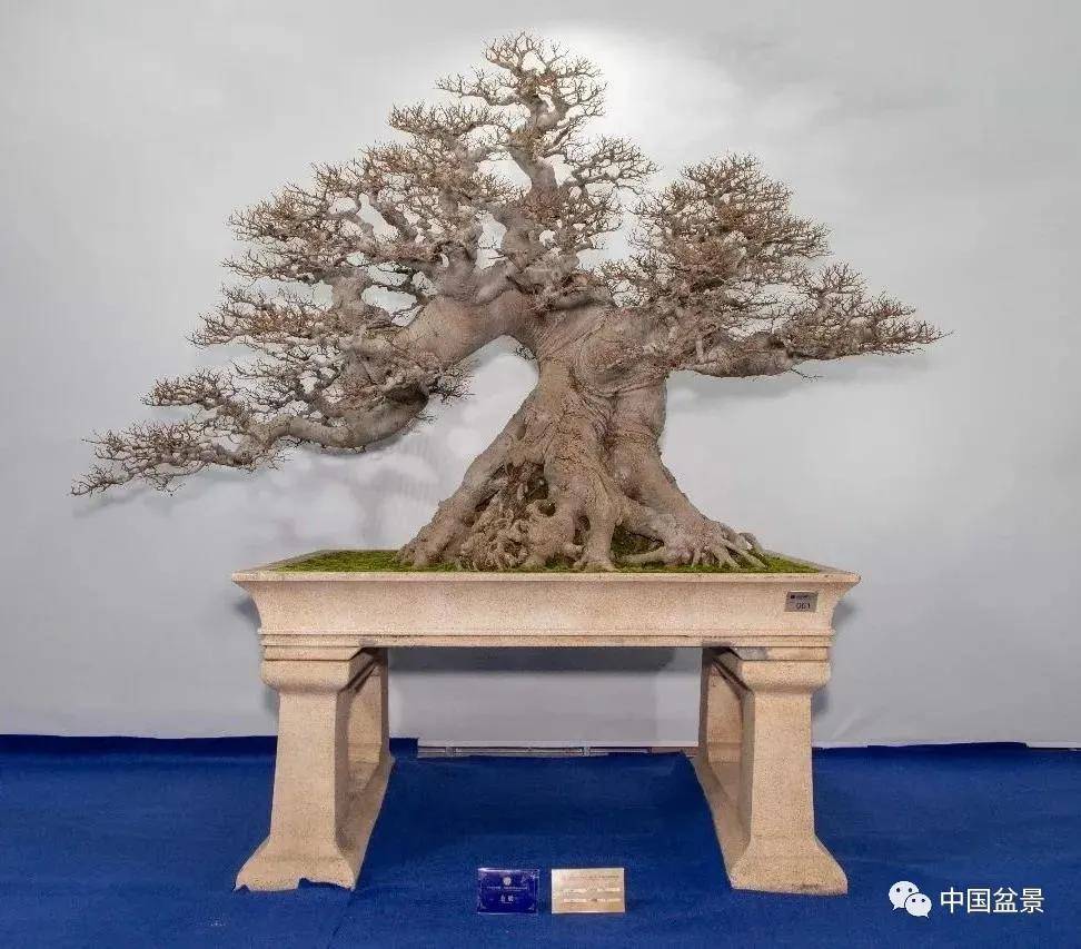 朴树盆景,别具特色!
