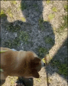 柴犬4大缺点!光是倔强不听话这一点,就让主人崩溃!