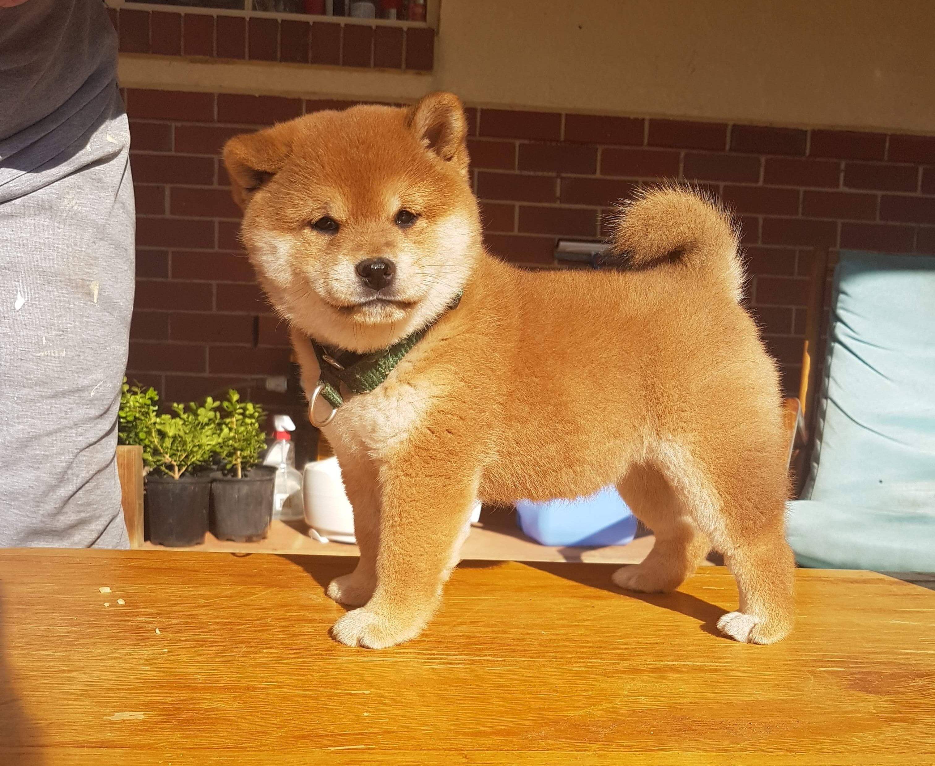 柴犬4大缺点!光是倔强不听话这一点,就让主人崩溃!