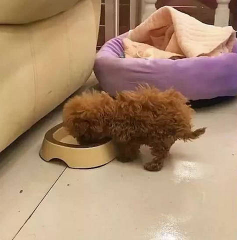 小狗断奶后首次吃狗粮,居然吃得翘起了后脚,主人直呼飘了飘了