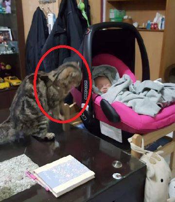猫咪总对婴儿虎视眈眈,主人最初担心不已,直到瞧见这一幕