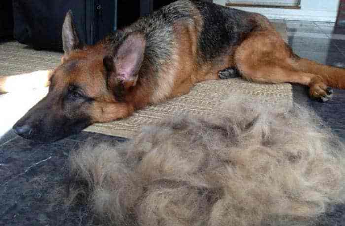 德国牧羊犬的优缺点:养好是乖狗狗,养不好就是“猛犬”