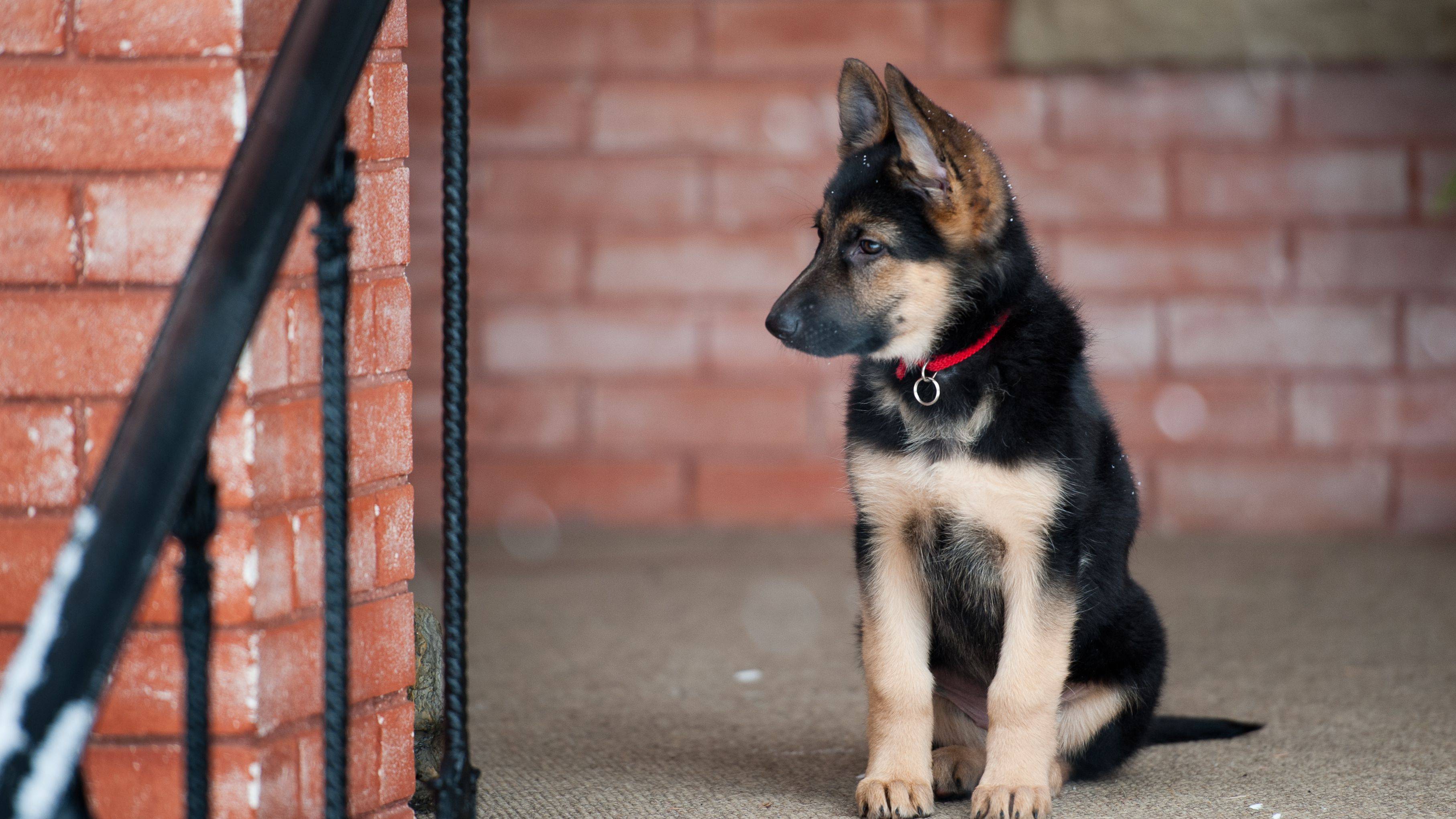德国牧羊犬的优缺点:养好是乖狗狗,养不好就是“猛犬”