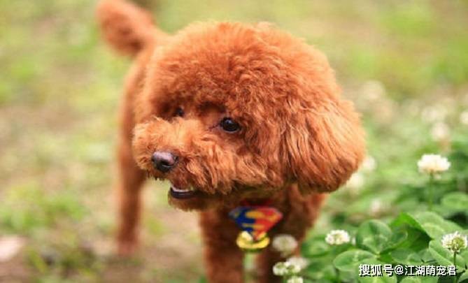 狗狗也会有叛逆期,当泰迪出现下面6个行为,说明它也叛逆了