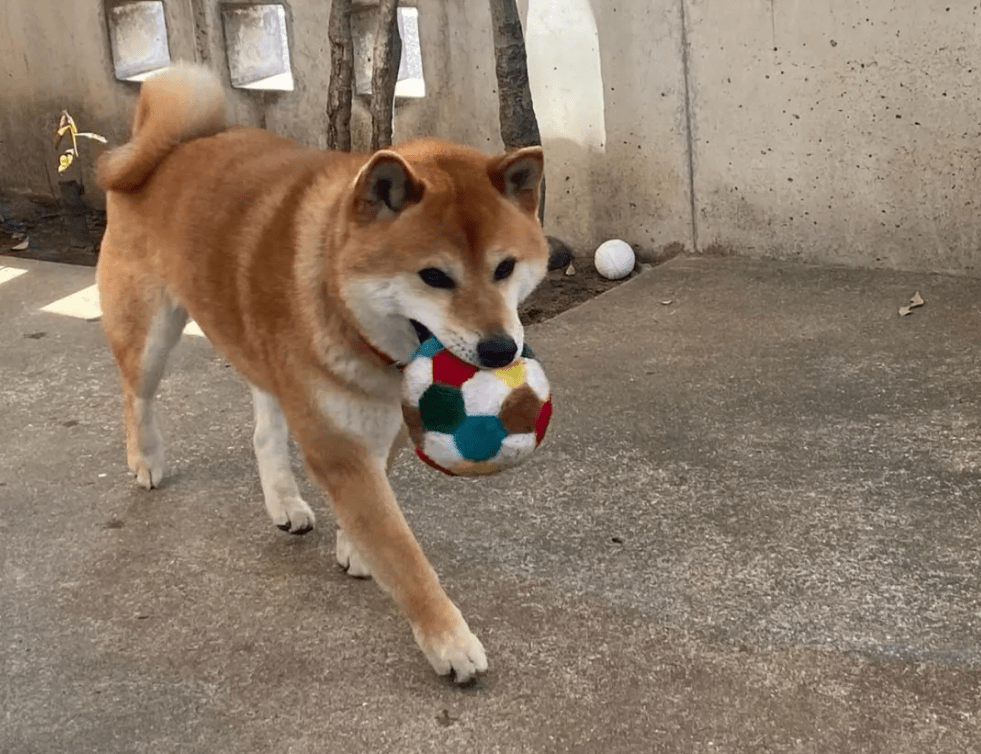 墙上的三只柴犬,走红后成了“景点”,院内生活很有情调