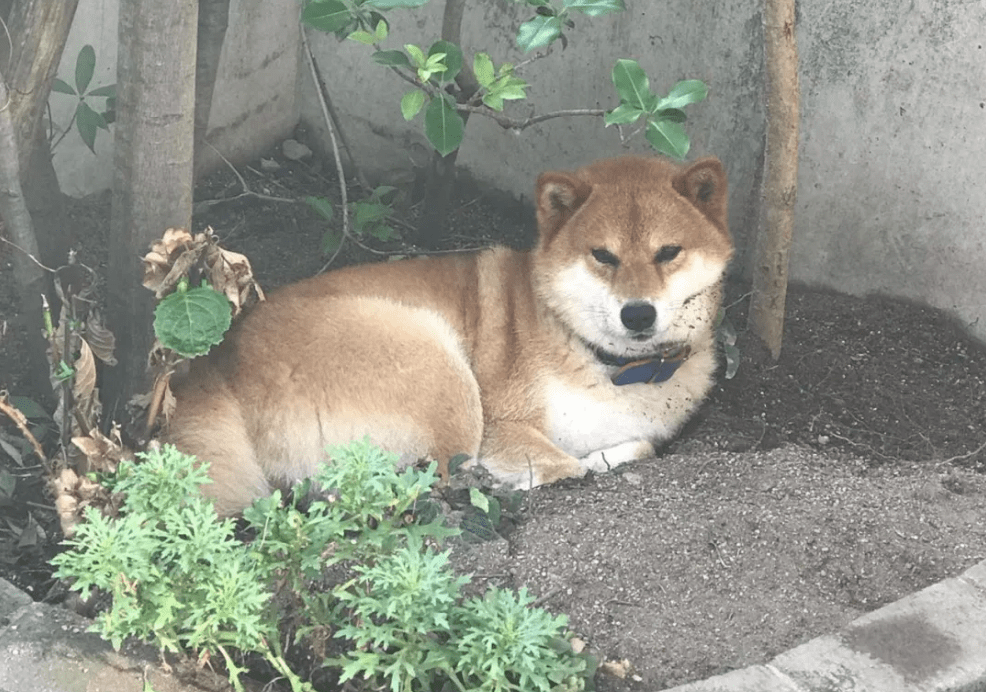墙上的三只柴犬,走红后成了“景点”,院内生活很有情调