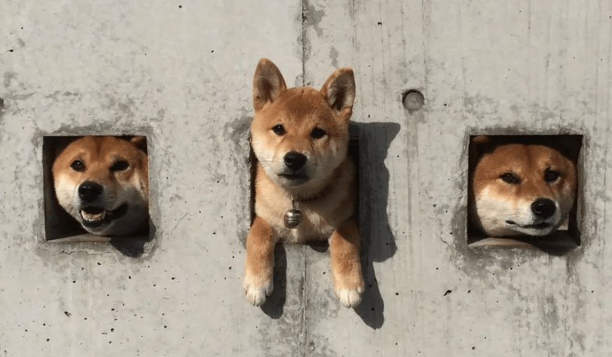 墙上的三只柴犬,走红后成了“景点”,院内生活很有情调