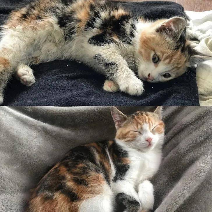 15只猫咪收养前后的对比图,看完后满满的惊喜和感动!