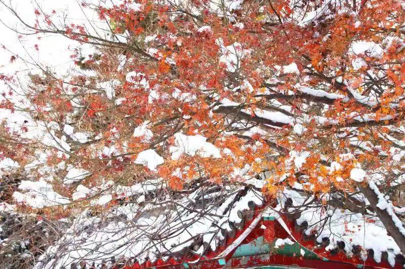 一场大雪,让烟台美翻全国