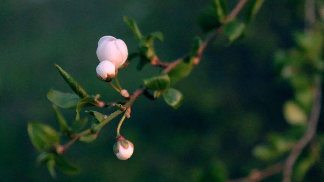 冬季,户外植物绘画写生好季节。