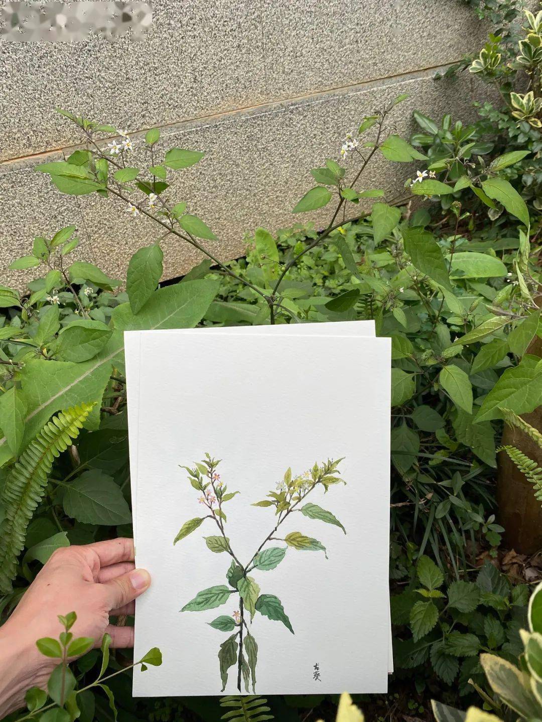 冬季,户外植物绘画写生好季节。