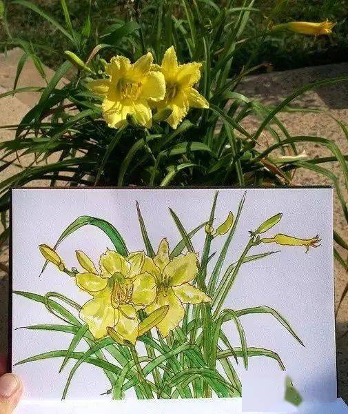 这位老兄弟呀,把自己花园植物画了个遍..