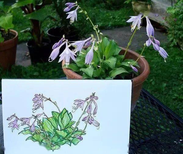 这位老兄弟呀,把自己花园植物画了个遍..