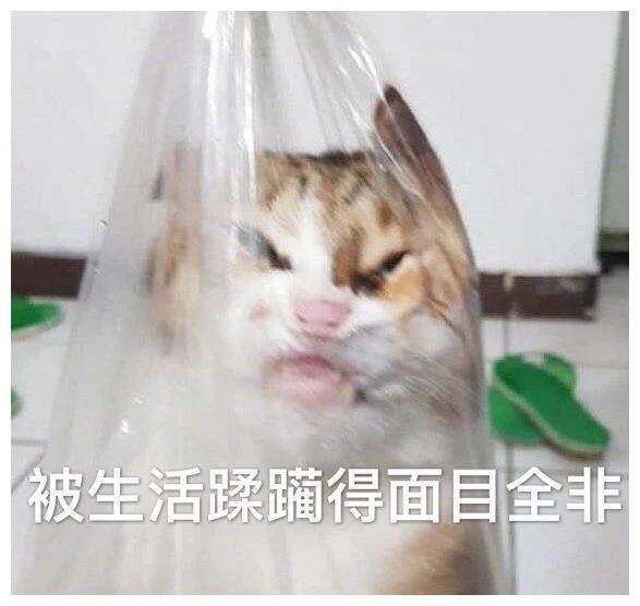 搞笑GIF:出门之前不让你穿裙子就是不听,这下好了吧