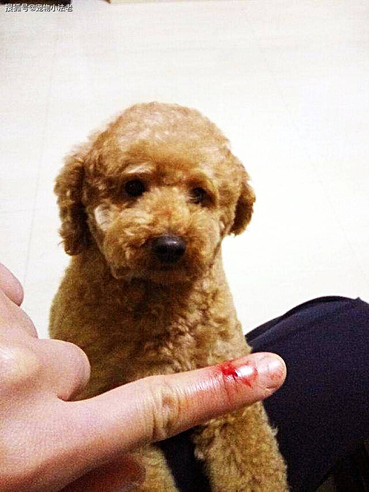 泰迪犬到底做错了什么?从“万人迷”,差点变成“过街老鼠”